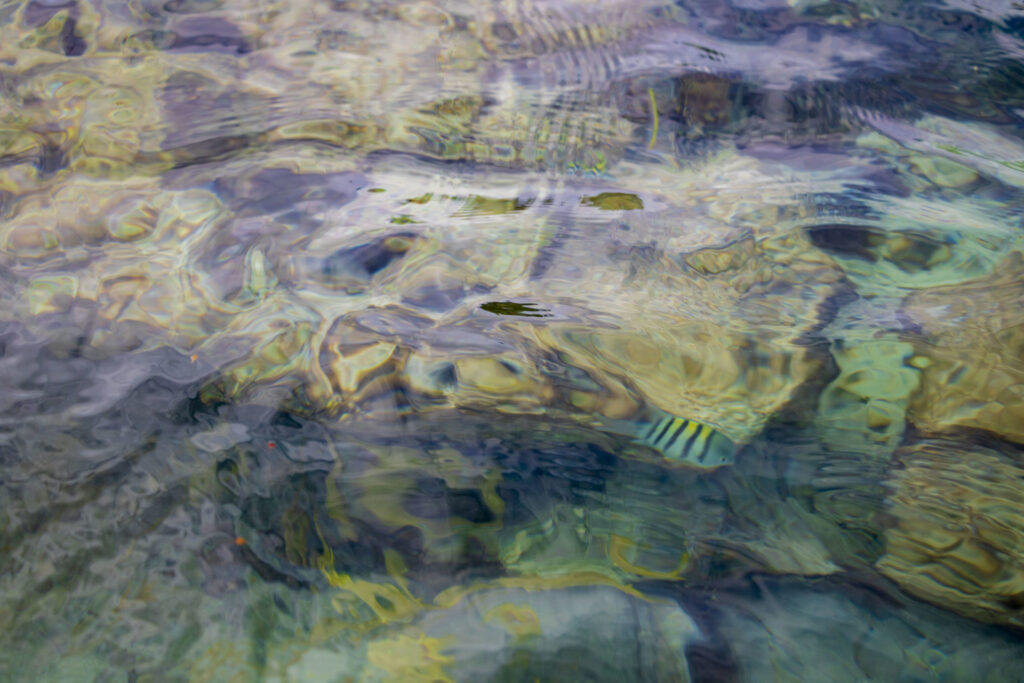 Gestalt Thérapie. Image décorative d'un étang à poissons à l'aspect iridescent.